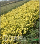 杭州萧山：年底绿化工程用苗紧 60绿化小苗价格